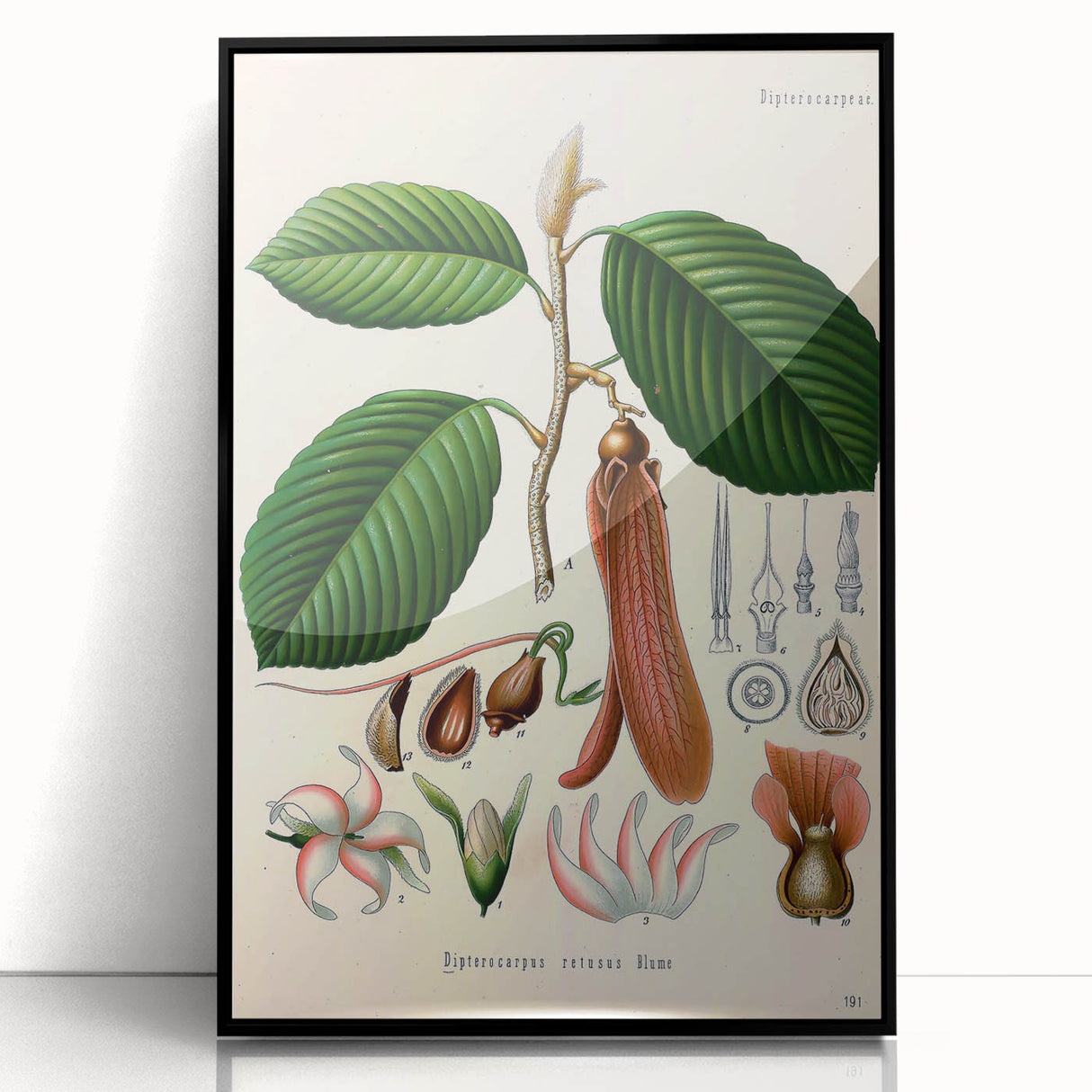 Vintage Botanical Illustration Art | Nature-Inspired Wall Art