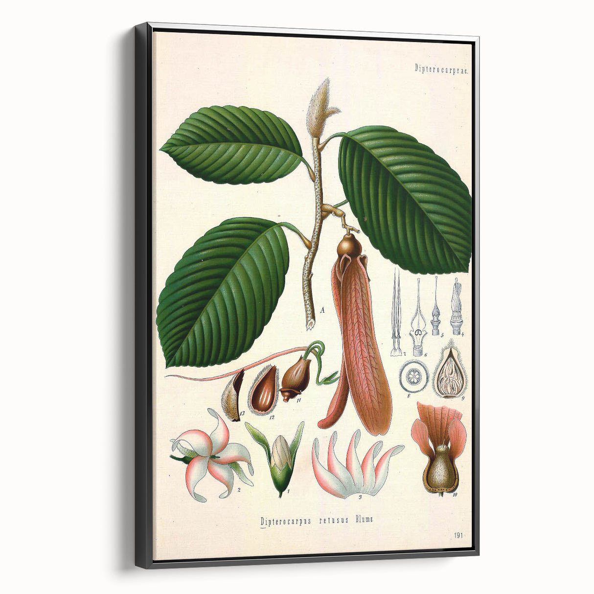 Vintage Botanical Illustration Art | Nature-Inspired Wall Art