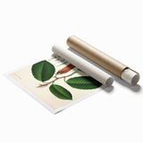 Vintage Botanical Illustration Art | Nature-Inspired Wall Art