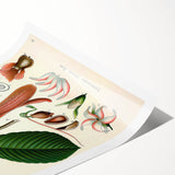 Vintage Botanical Illustration Art | Nature-Inspired Wall Art