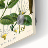 Vintage Botanical Illustration Art | Strophanthus Flower Wall Art