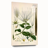 Vintage Botanical Illustration Art | Strophanthus Flower Wall Art