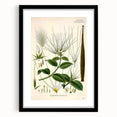 Vintage Botanical Illustration Art | Strophanthus Flower Wall Art