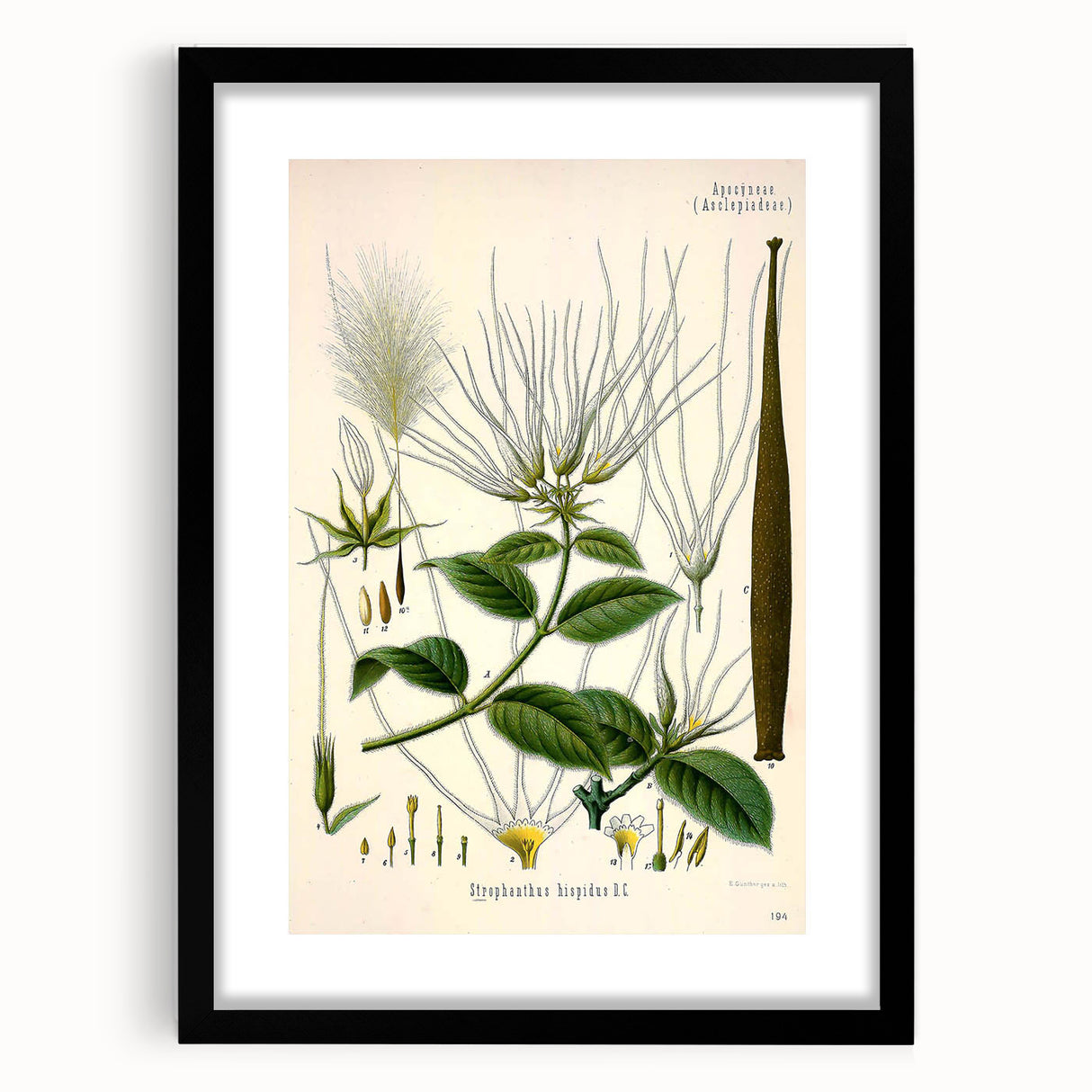 Vintage Botanical Illustration Art | Strophanthus Flower Wall Art