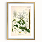 Vintage Botanical Illustration Art | Strophanthus Flower Wall Art