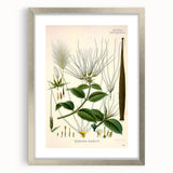 Vintage Botanical Illustration Art | Strophanthus Flower Wall Art