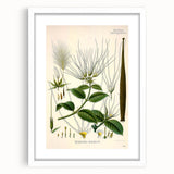 Vintage Botanical Illustration Art | Strophanthus Flower Wall Art