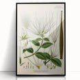Vintage Botanical Illustration Art | Strophanthus Flower Wall Art