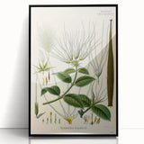 Vintage Botanical Illustration Art | Strophanthus Flower Wall Art