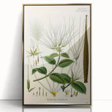 Vintage Botanical Illustration Art | Strophanthus Flower Wall Art
