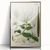 Vintage Botanical Illustration Art | Strophanthus Flower Wall Art