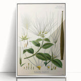 Vintage Botanical Illustration Art | Strophanthus Flower Wall Art