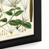 Vintage Botanical Illustration Art | Strophanthus Flower Wall Art