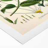 Vintage Botanical Illustration Art | Strophanthus Flower Wall Art