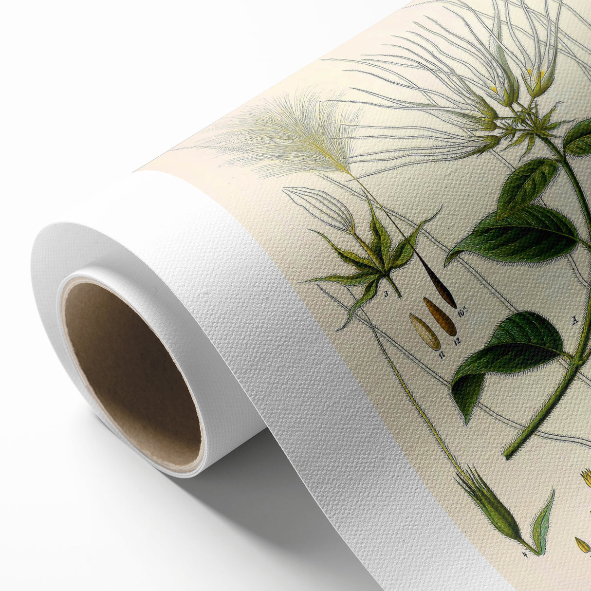 Vintage Botanical Illustration Art | Strophanthus Flower Wall Art