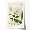 Vintage Botanical Illustration Art | Strophanthus Flower Wall Art