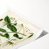 Vintage Botanical Illustration Art | Strophanthus Flower Wall Art