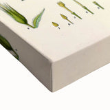 Vintage Botanical Illustration Art | Strophanthus Flower Wall Art