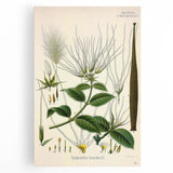 Vintage Botanical Illustration Art | Strophanthus Flower Wall Art