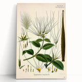 Vintage Botanical Illustration Art | Strophanthus Flower Wall Art