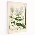 Vintage Botanical Illustration Art | Strophanthus Flower Wall Art