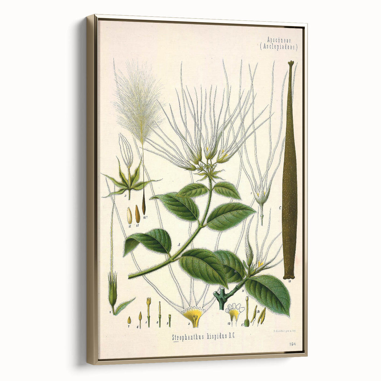 Vintage Botanical Illustration Art | Strophanthus Flower Wall Art