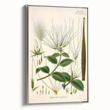 Vintage Botanical Illustration Art | Strophanthus Flower Wall Art