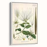 Vintage Botanical Illustration Art | Strophanthus Flower Wall Art