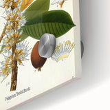 Vintage Botanical Illustration Art | Palquium Tree Wall Art