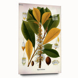 Vintage Botanical Illustration Art | Palquium Tree Wall Art