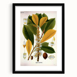 Vintage Botanical Illustration Art | Palquium Tree Wall Art