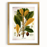 Vintage Botanical Illustration Art | Palquium Tree Wall Art