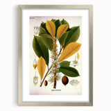 Vintage Botanical Illustration Art | Palquium Tree Wall Art