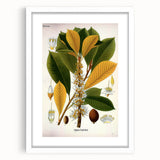 Vintage Botanical Illustration Art | Palquium Tree Wall Art