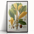 Vintage Botanical Illustration Art | Palquium Tree Wall Art
