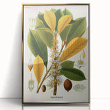 Vintage Botanical Illustration Art | Palquium Tree Wall Art
