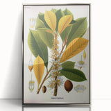 Vintage Botanical Illustration Art | Palquium Tree Wall Art