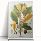 Vintage Botanical Illustration Art | Palquium Tree Wall Art