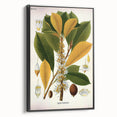Vintage Botanical Illustration Art | Palquium Tree Wall Art