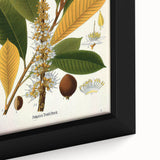 Vintage Botanical Illustration Art | Palquium Tree Wall Art