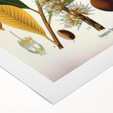 Vintage Botanical Illustration Art | Palquium Tree Wall Art