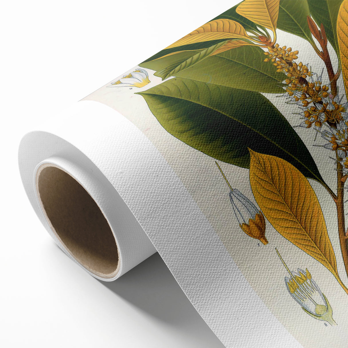 Vintage Botanical Illustration Art | Palquium Tree Wall Art