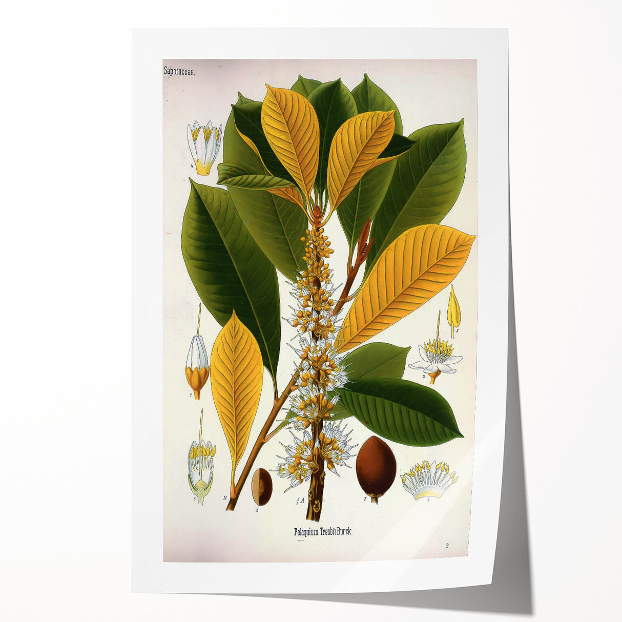 Vintage Botanical Illustration Art | Palquium Tree Wall Art