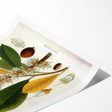 Vintage Botanical Illustration Art | Palquium Tree Wall Art