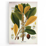 Vintage Botanical Illustration Art | Palquium Tree Wall Art