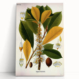Vintage Botanical Illustration Art | Palquium Tree Wall Art