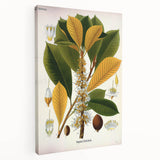 Vintage Botanical Illustration Art | Palquium Tree Wall Art