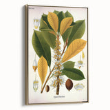Vintage Botanical Illustration Art | Palquium Tree Wall Art