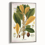 Vintage Botanical Illustration Art | Palquium Tree Wall Art