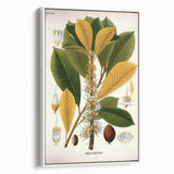 Vintage Botanical Illustration Art | Palquium Tree Wall Art